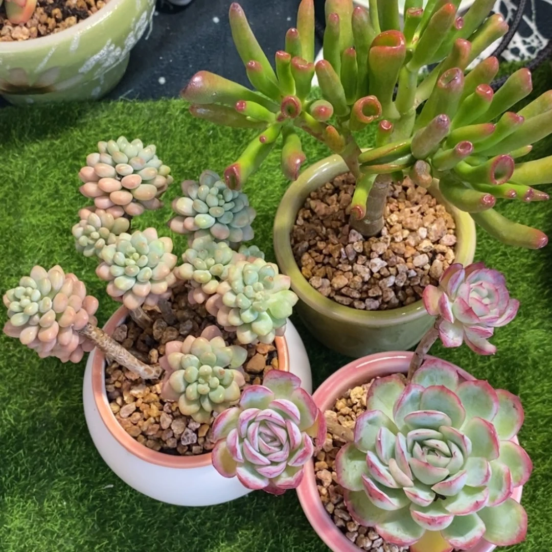 一物一拍所见所得