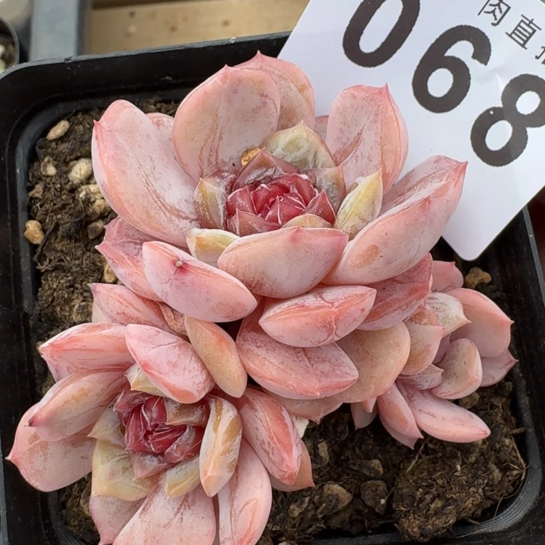 宫花            精美多肉植物