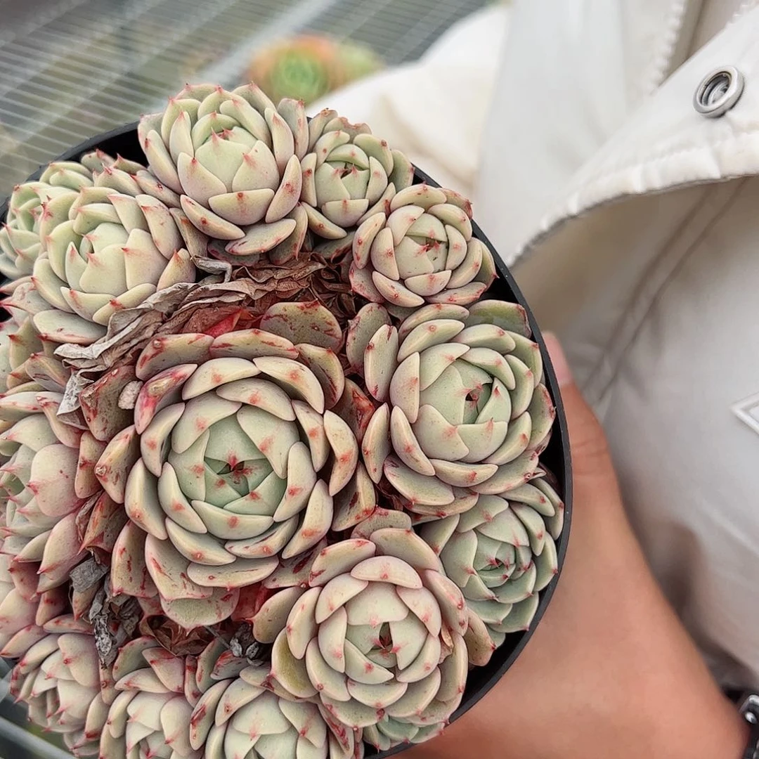 苯巴蒂斯手捧整桩