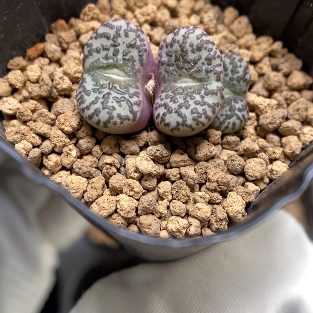多肉植物肉锥杂交K-3531 安贞杂