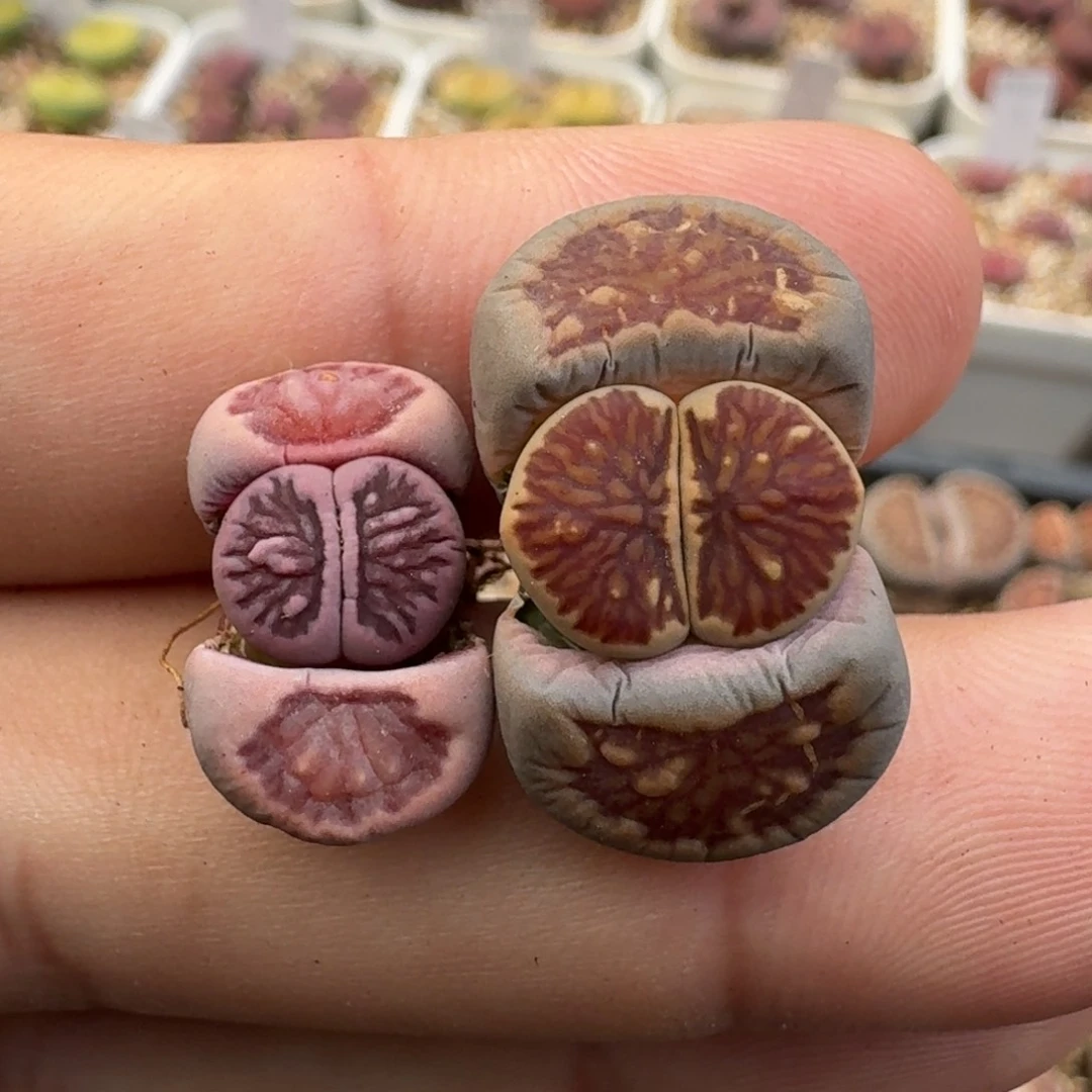 G225回交版紫菊化石三年偏小和绝绝子菊三年