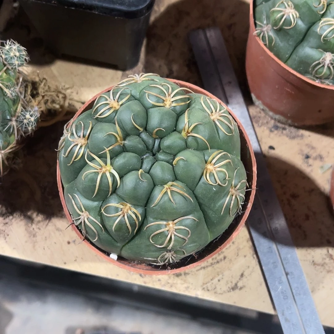 一物一拍偏远地区不包