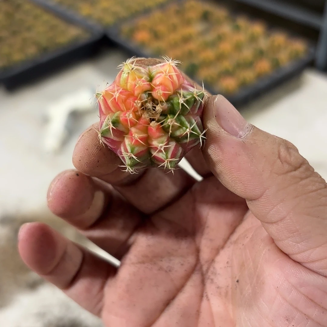 燚***爱泰国米哈实生801-1120