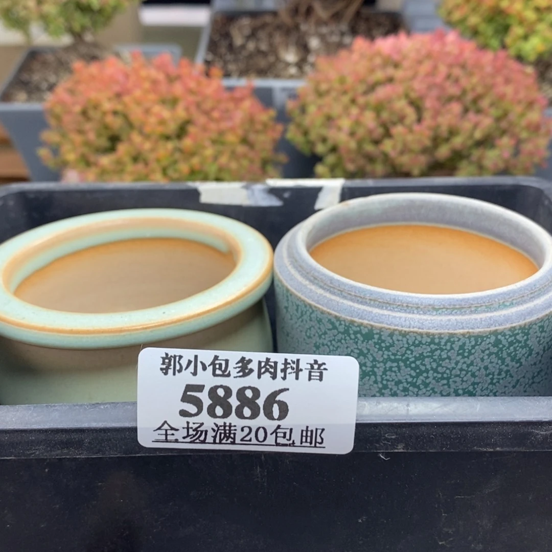 职***王盆5886枝干番杏