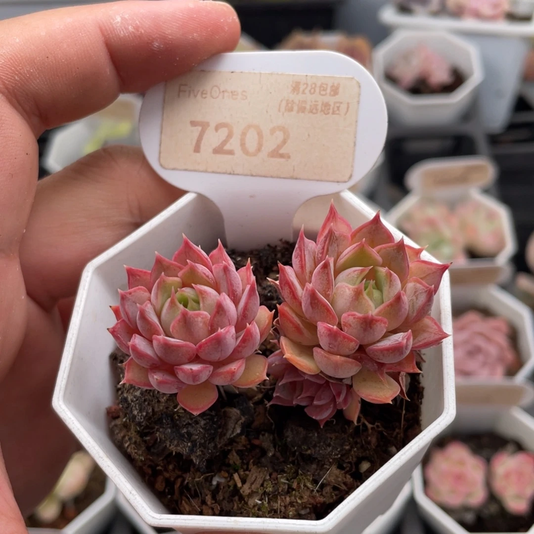 不知名7202-6厘米