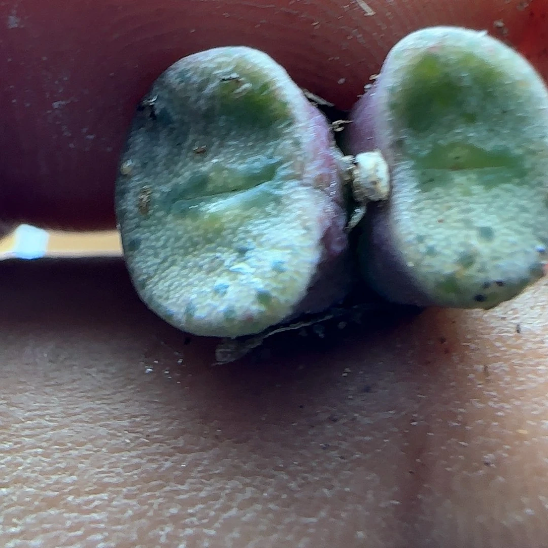 开播福利活动41183