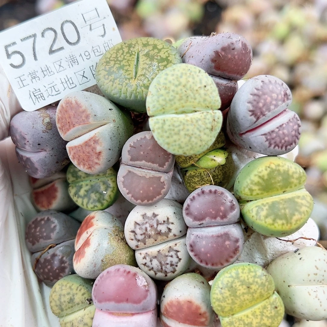 5720 好养易活生石花大母本20个1.5cm左右下播福利