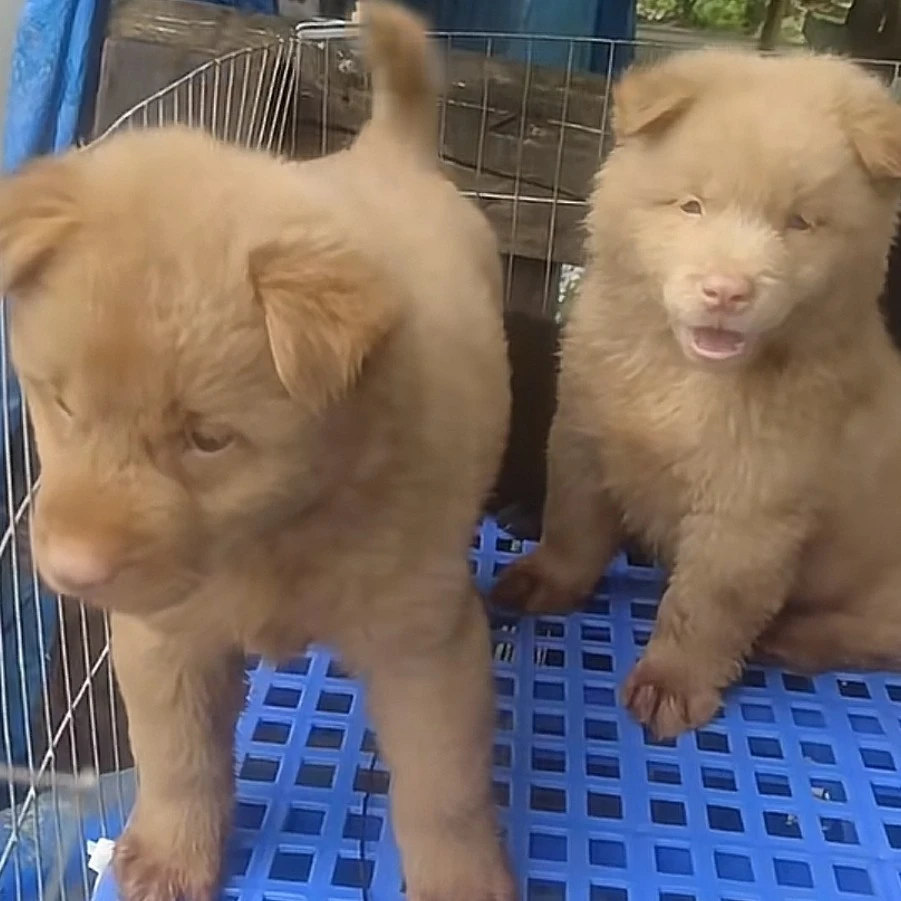 张丽好物严选犬舍狗狗专用链接，一物一拍，以直播间讲解为主