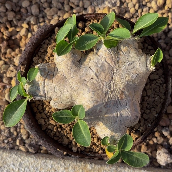 m养定老家惠比须笑扁平