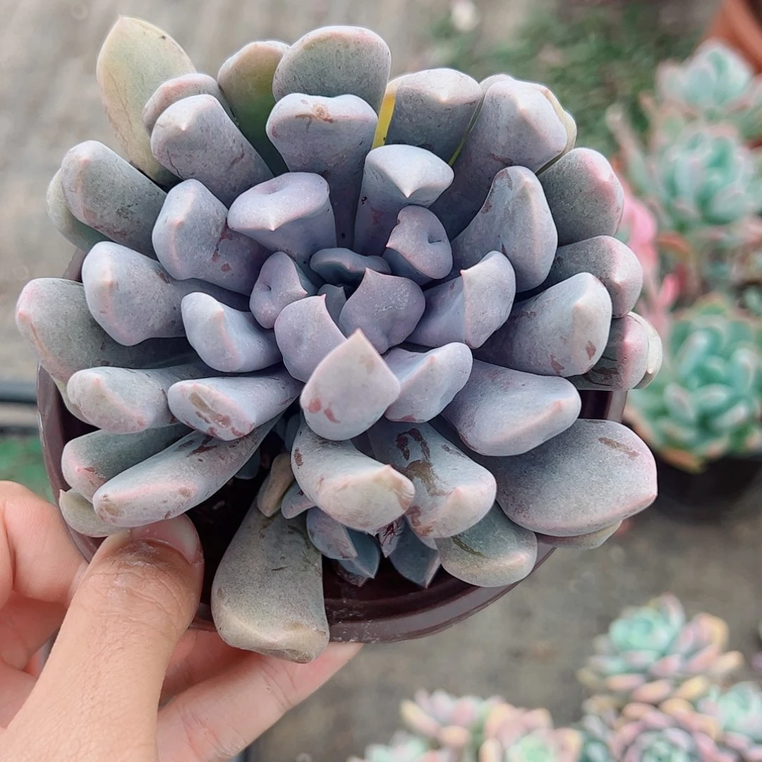 猪鼻子大单头精品特价