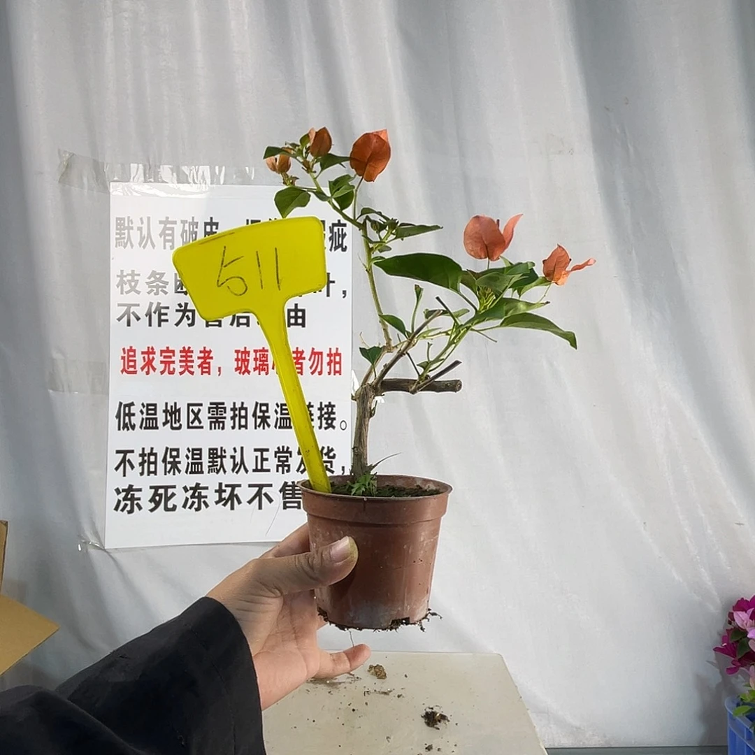 全部花苞511掌中宝暗斑夕阳红