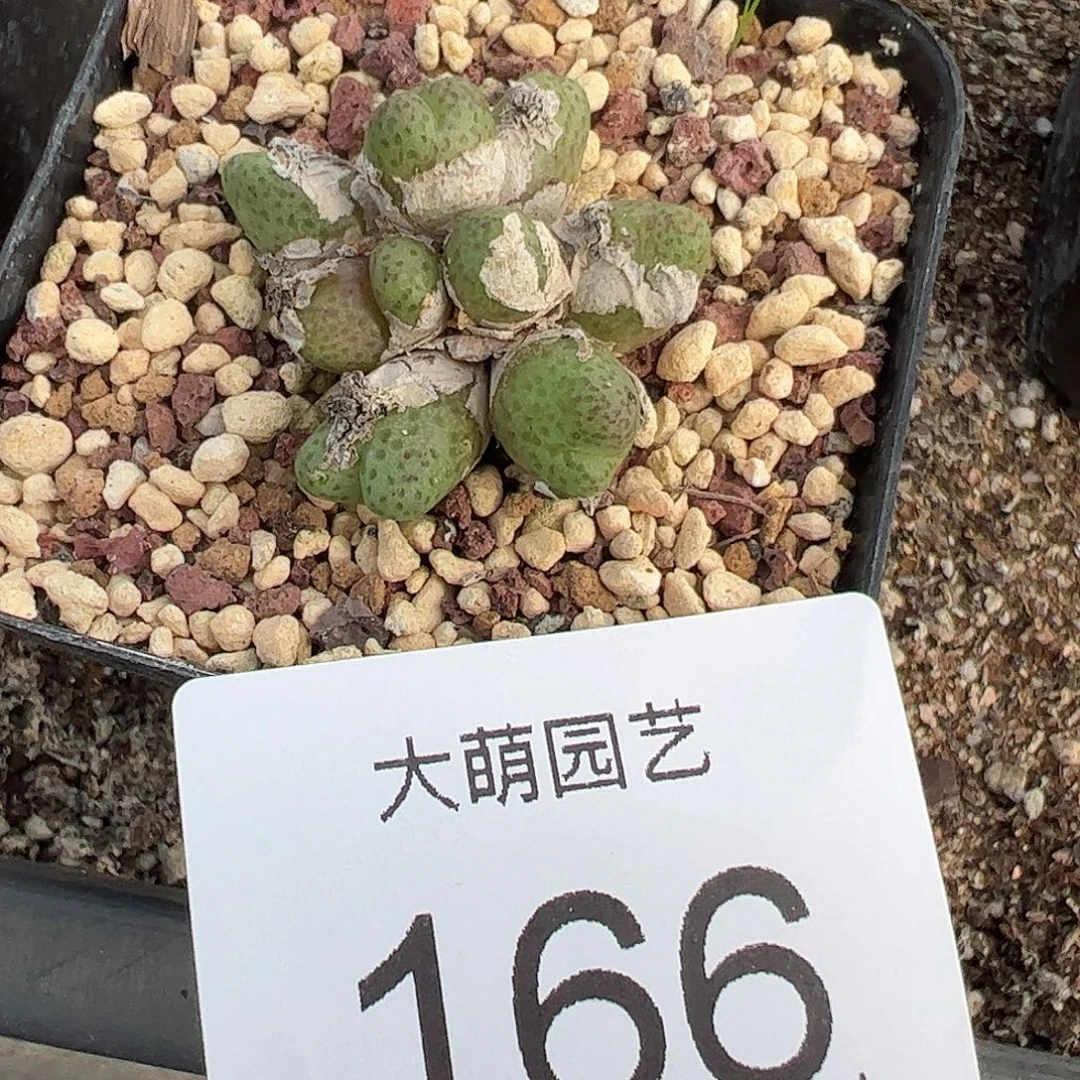 一物一拍脱土发。   166