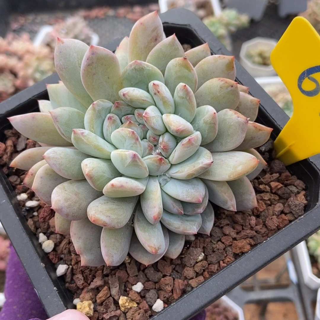 612橙子缀多肉植物保护