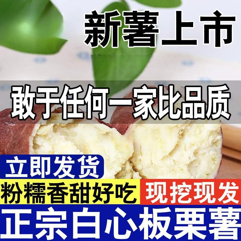 当季新鲜现挖正宗白心红薯粉面香甜板栗地瓜河南红薯白心板栗薯