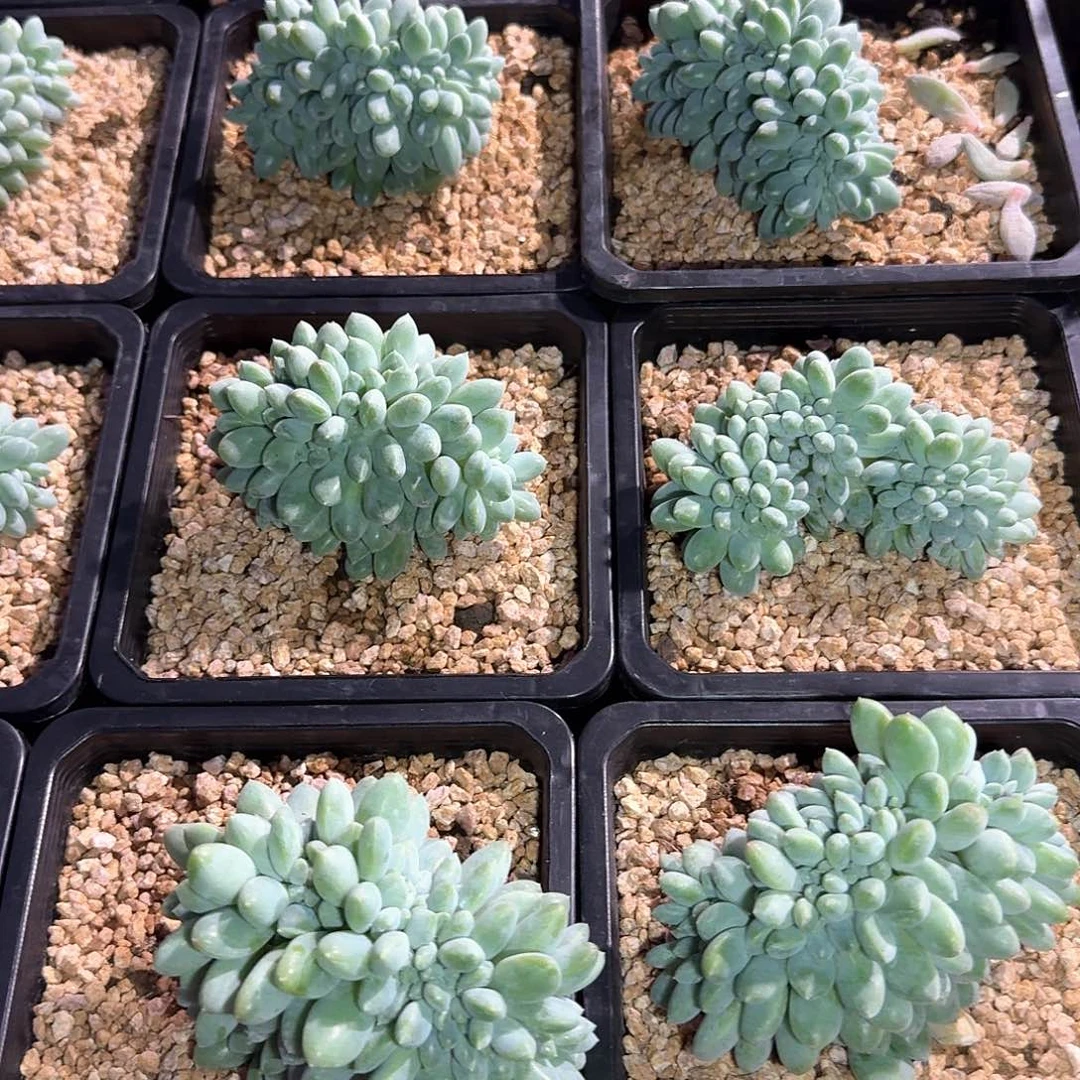 奶糖缀化多肉12公分