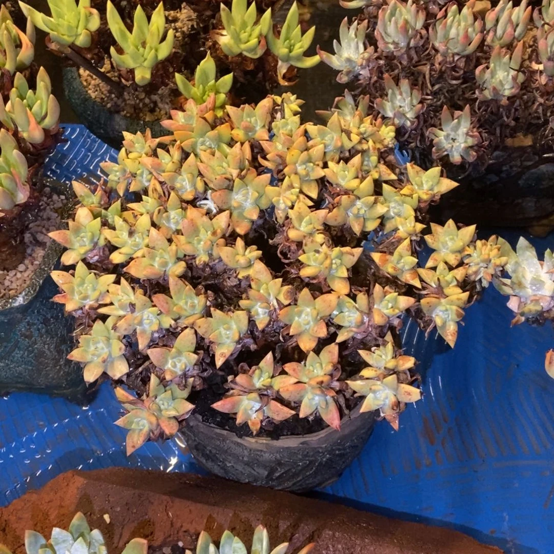 白姆多肉植物啦啦啦