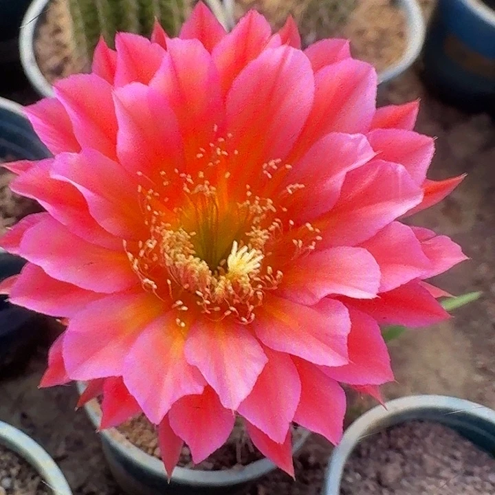 星期天带根根13公分毛花柱