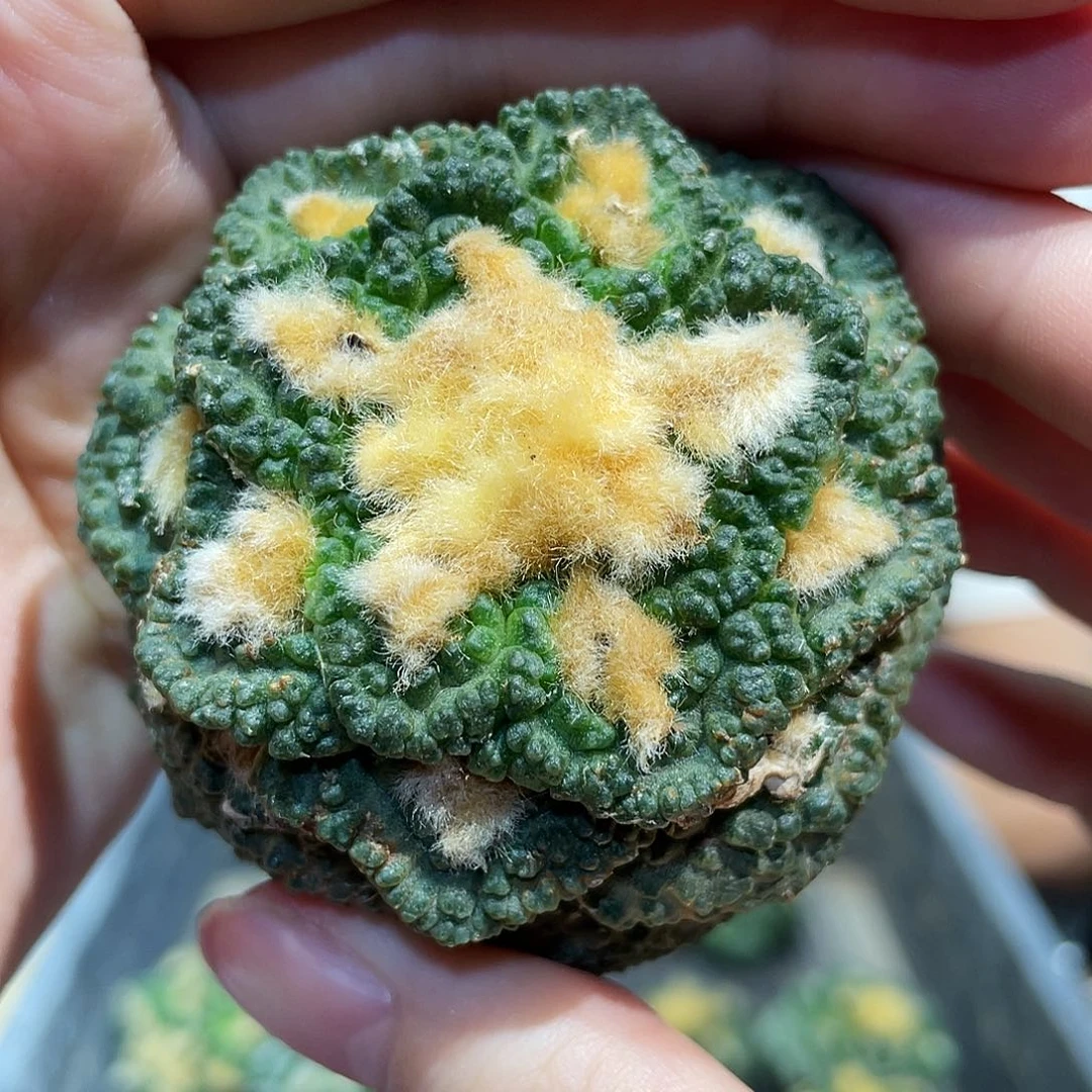 5.3cm自根好基因好好龟甲牡丹