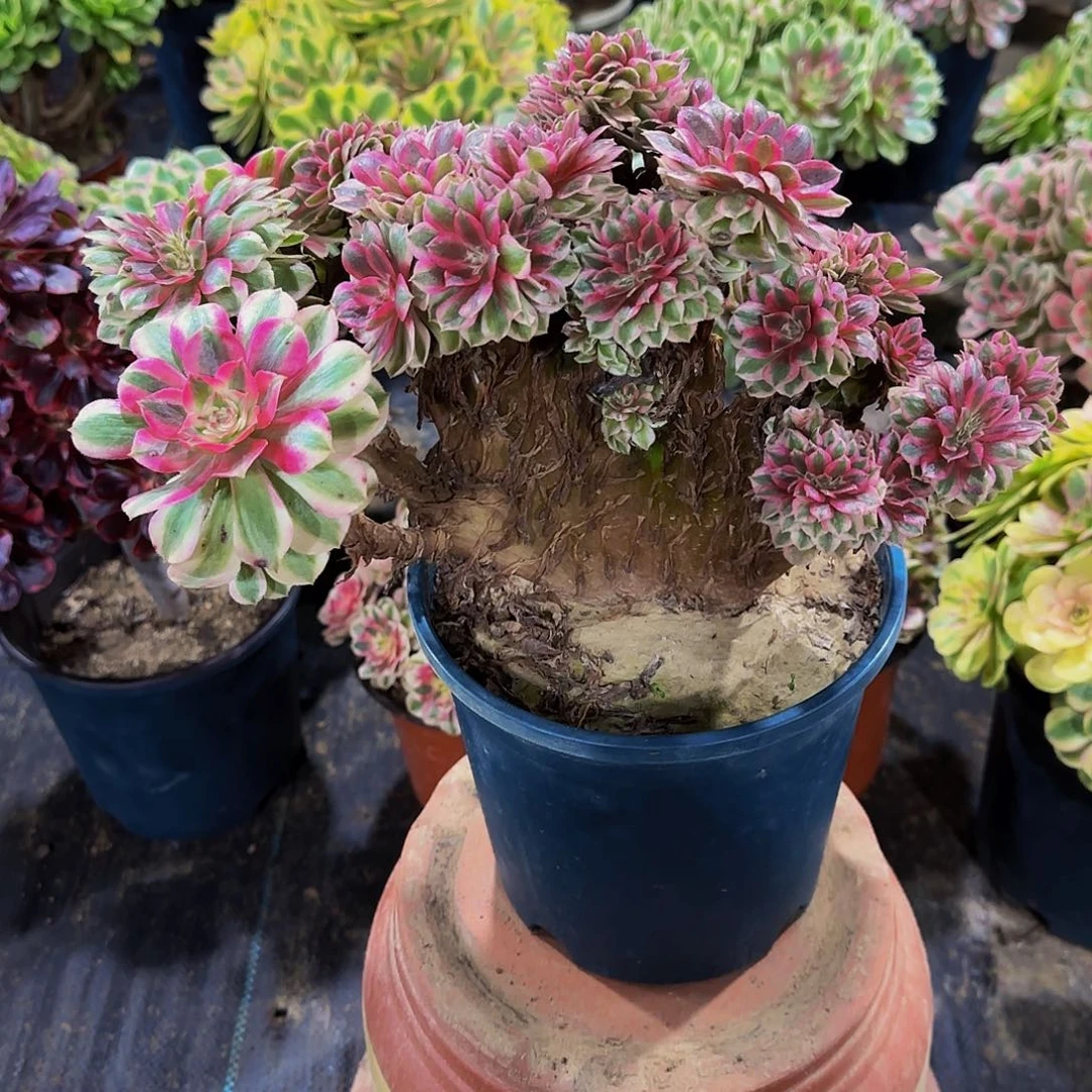 老庄倾城缀化法师78.8