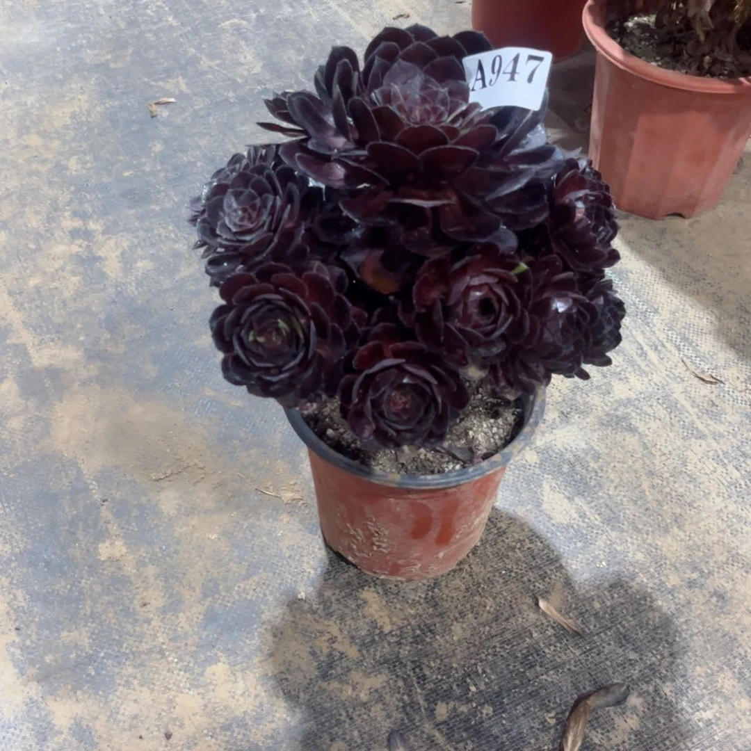 嫩桩黑美人947多肉植物