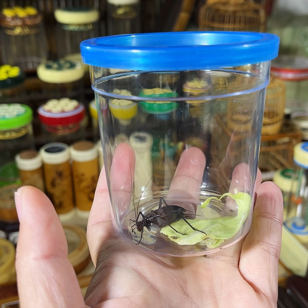 蟋蟀一只人工麒麟鸣虫