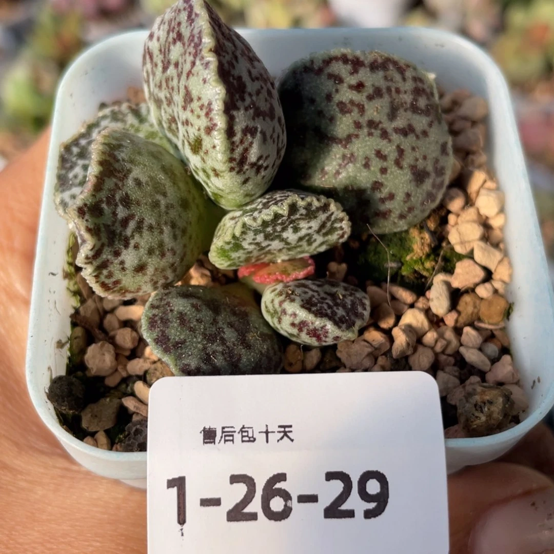 日**辰    大叶马蛋。