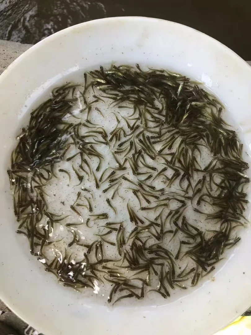 螺蛳青鱼 观赏鱼 吃螺丝的鱼 黑皖鱼 宠物鱼