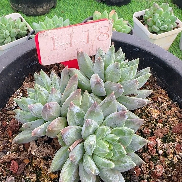 美人优选1118多肉植物