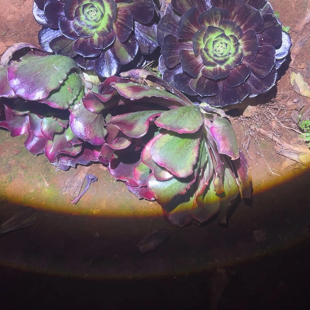 段***）精品多肉植物魅影脸谱