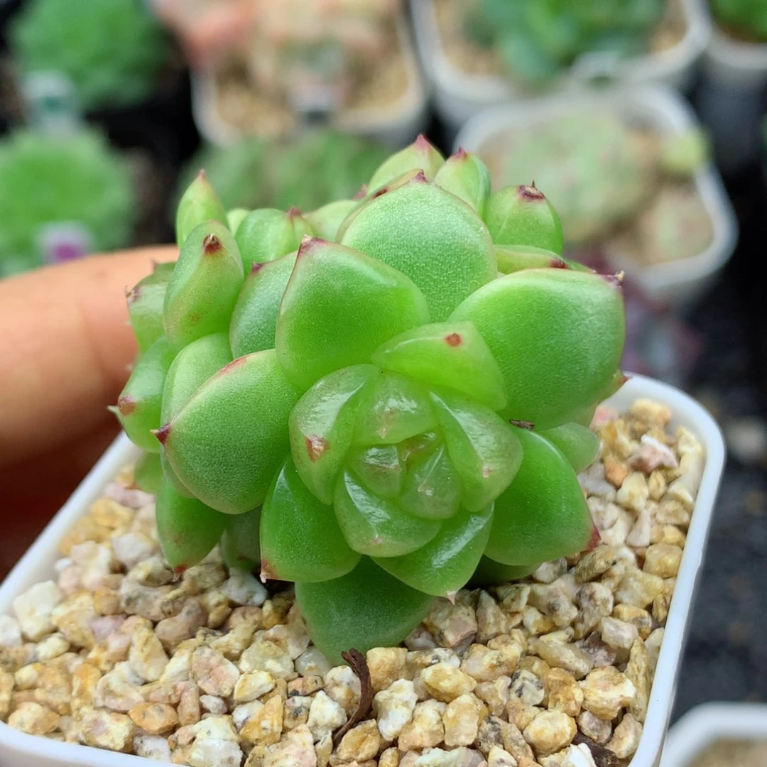 58包邮  群生不包整05