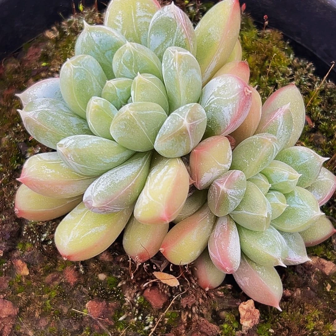 1颗美人系列多肉植物