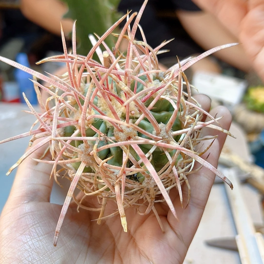 晚7号苗接大龙冠含刺12公分无根刺比较干