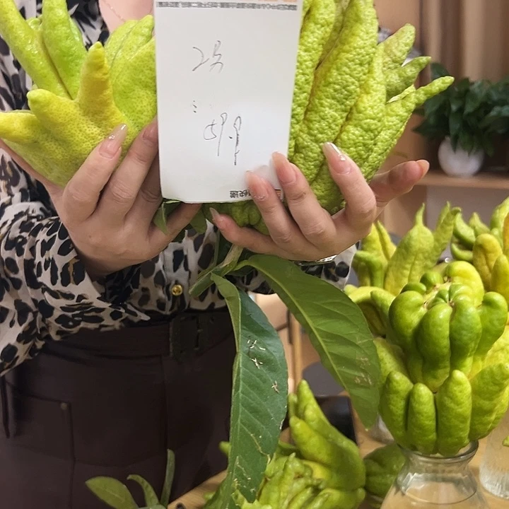 闲***余褚柑佛手柑的品种繁多等优势