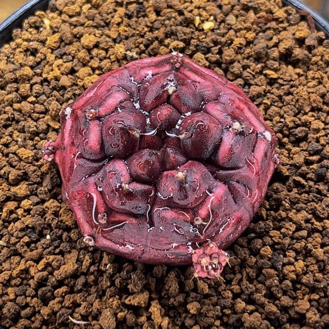 五棱梦想 米哈仙人球