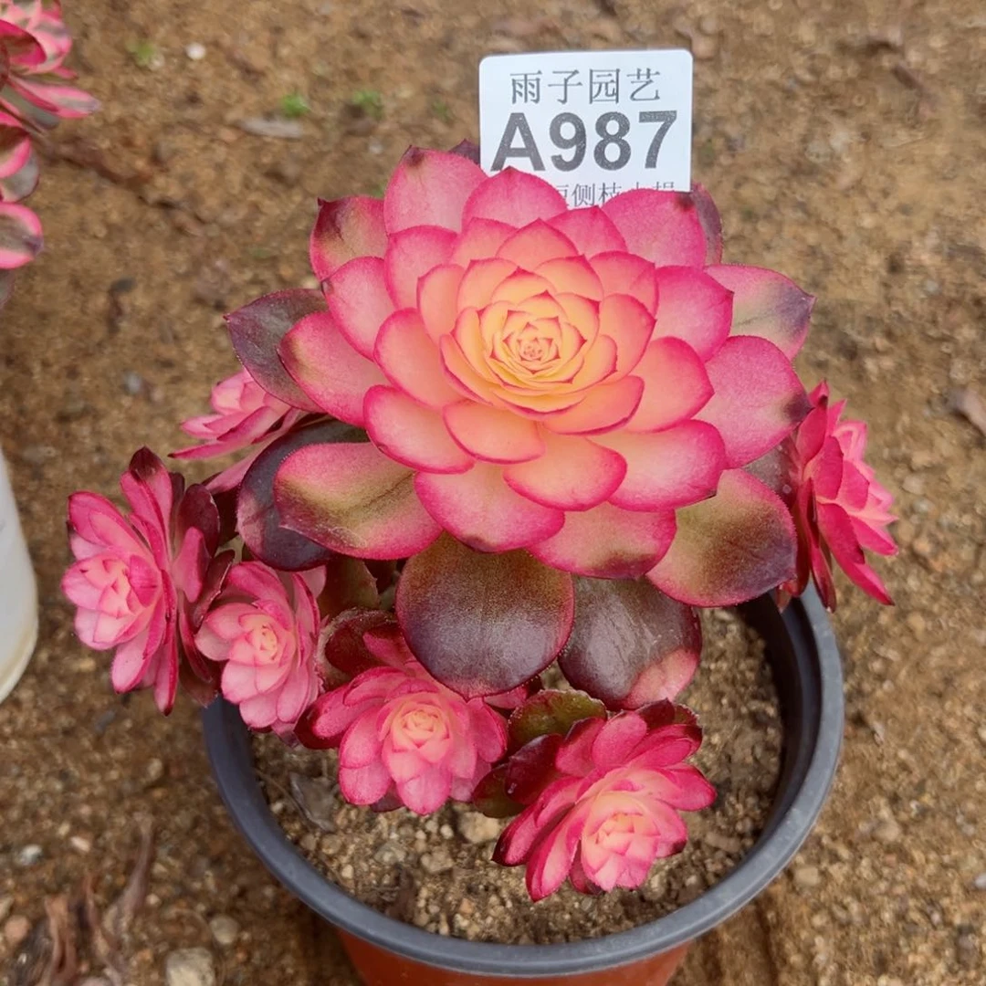 987荔枝尺寸18左右