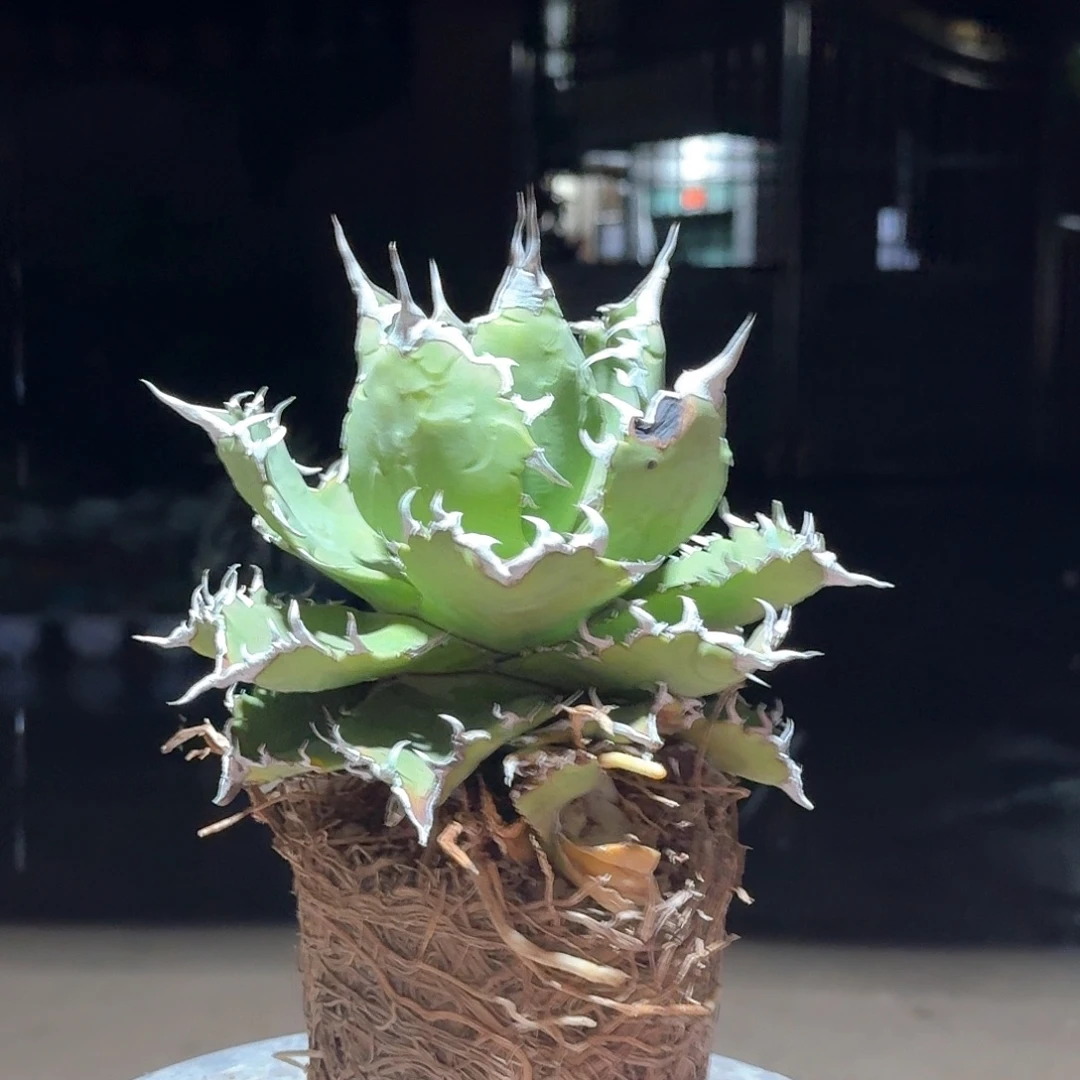 夕映仁王冠龙舌兰老桩