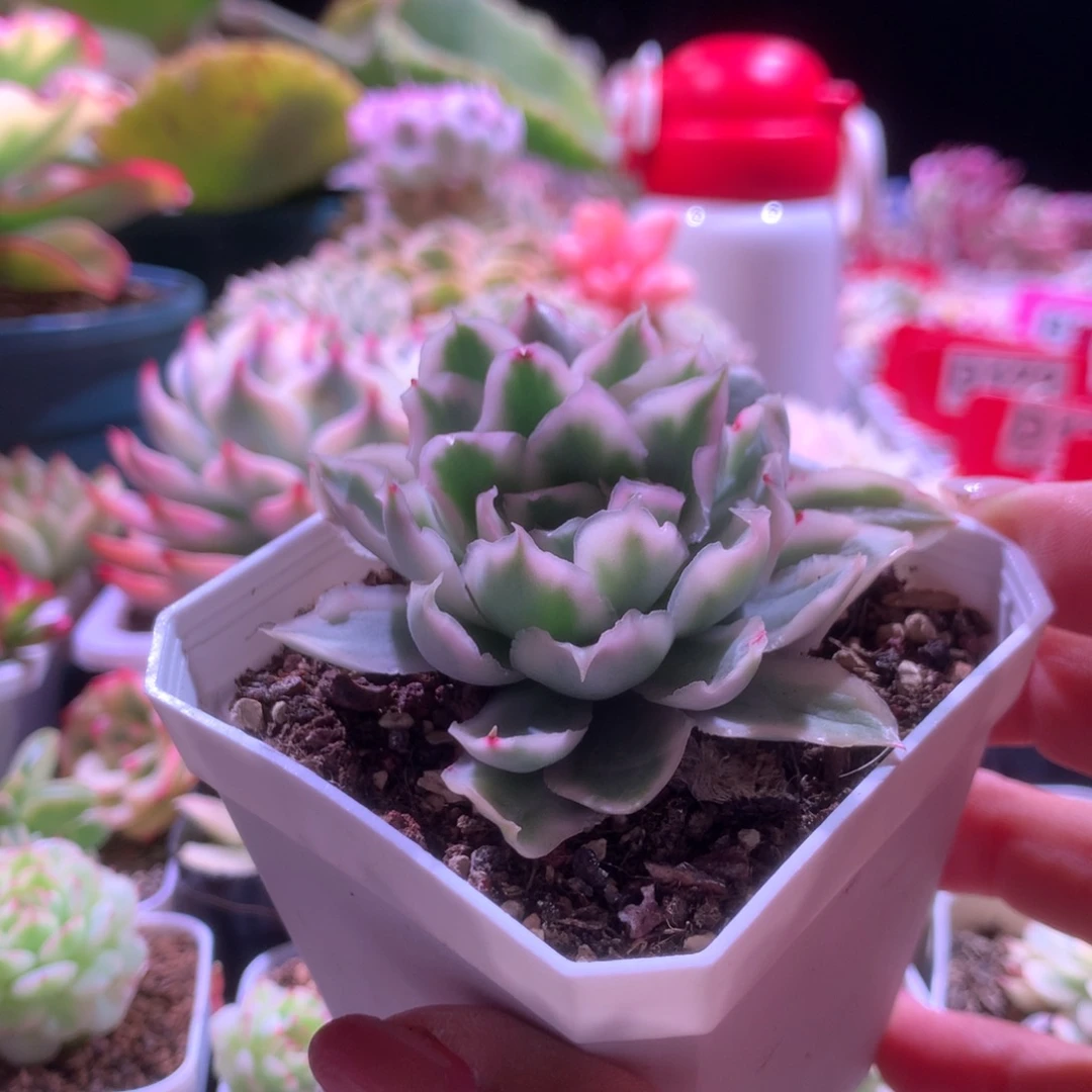 紫蝴蝶覆轮锦有根