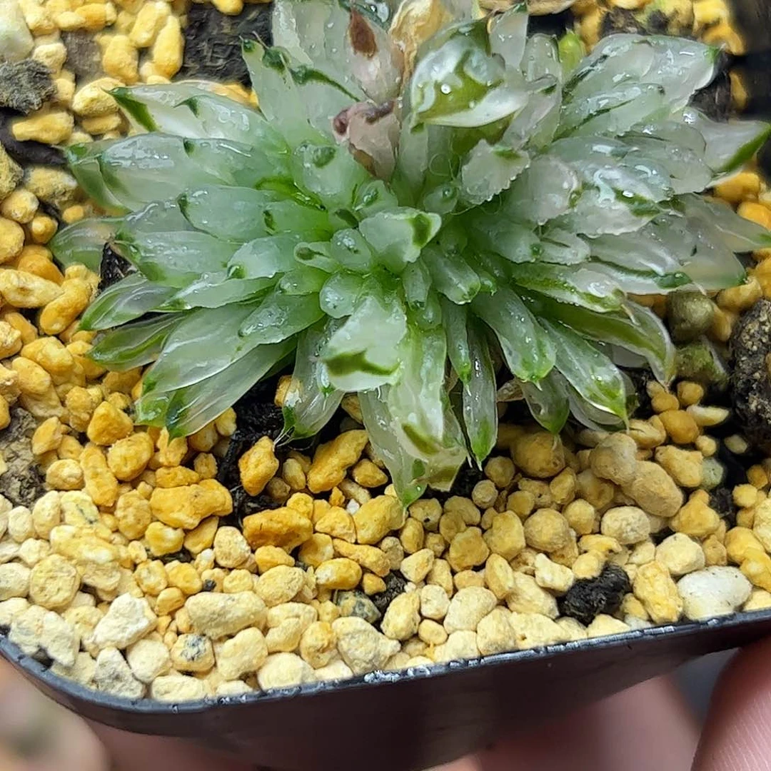 子弹头十二卷多肉植物