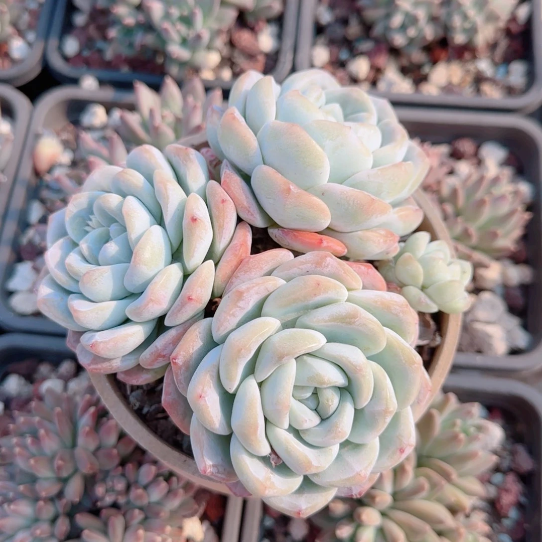 红陶冰玉一颗无砍