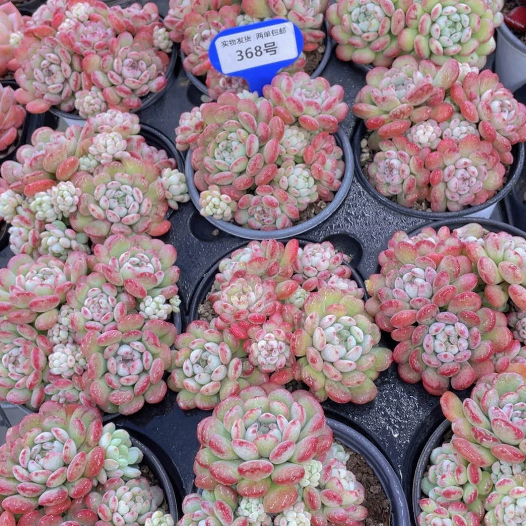 368号 精品萌豆大群一个