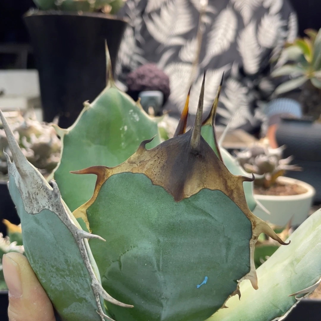 野二頭蓋1388888888888888