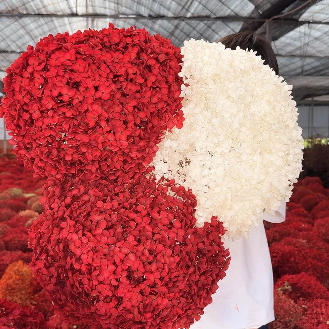 完全开放红色2，白色1，绣球