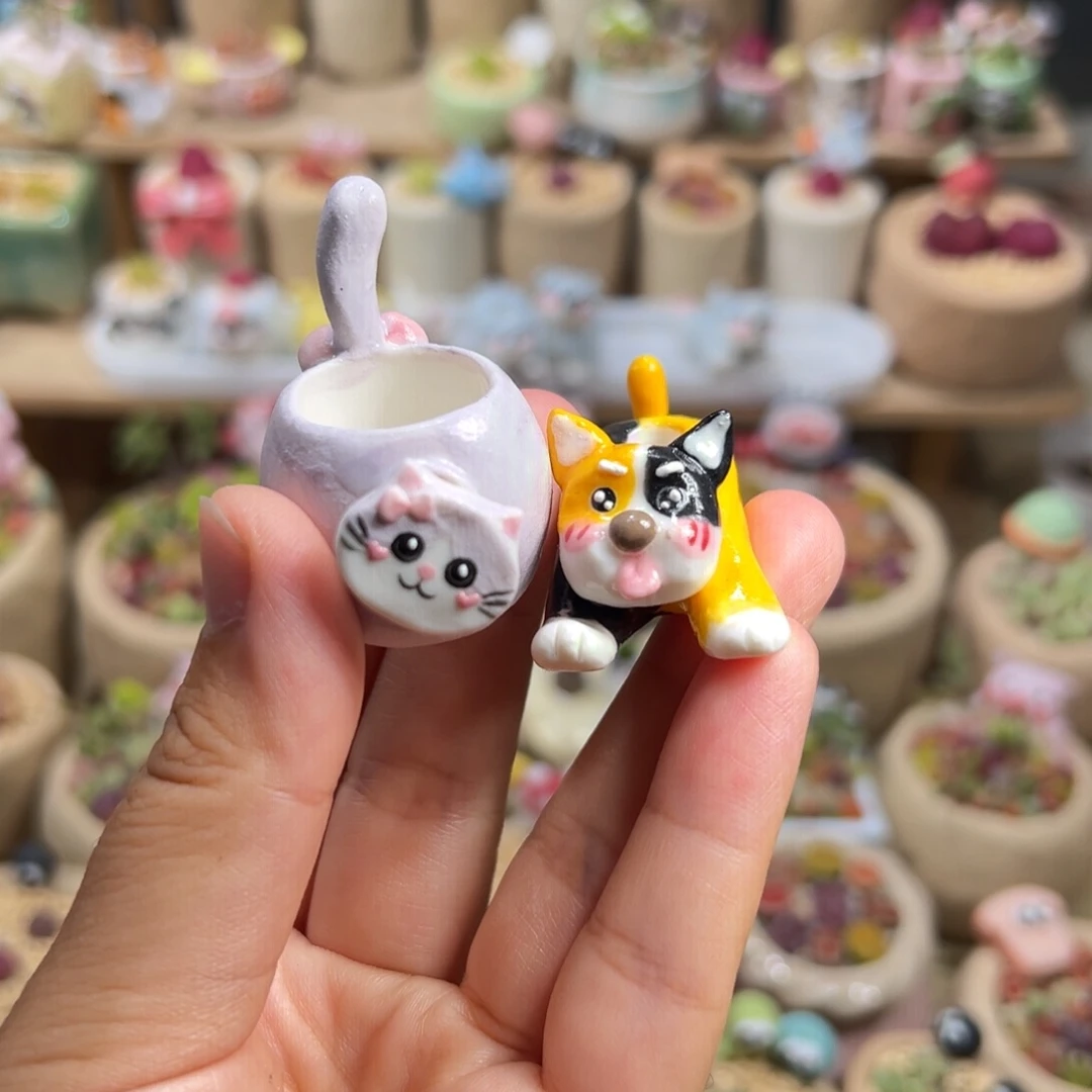 ?****?多肉植物68号看着种