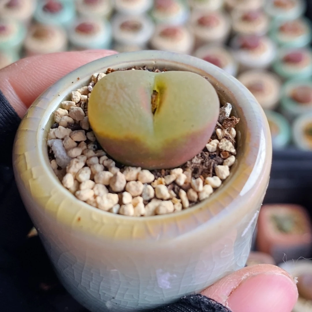 3319-- 一物一拍 带盆