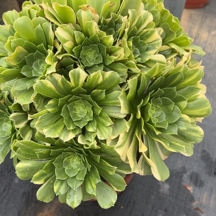 2.2-63七彩琉璃多肉