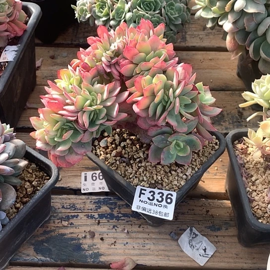 然***然霞光缀化336 亏本处理7-8天发货