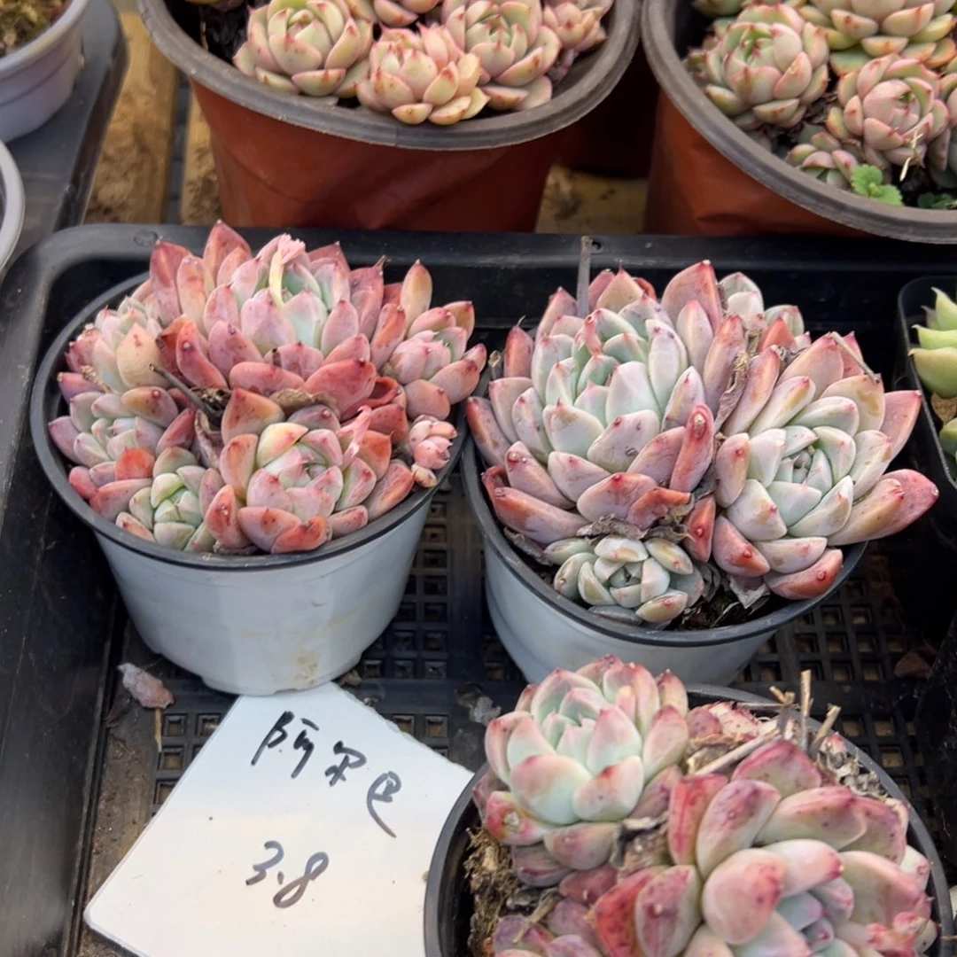 春节期间大福利阿尔巴佳人