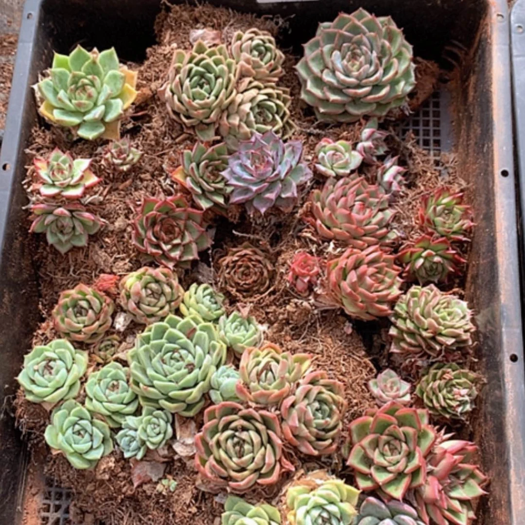 【闪购商品】云607号