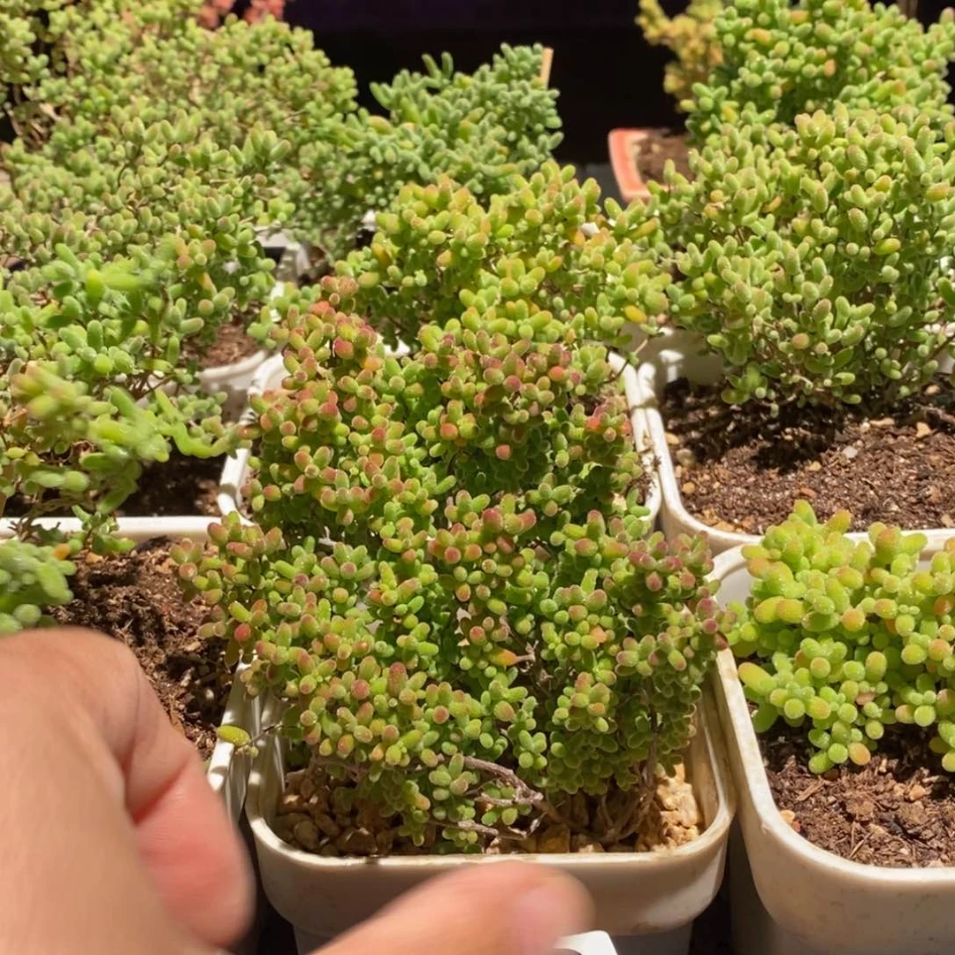 枝干番杏多肉植物016