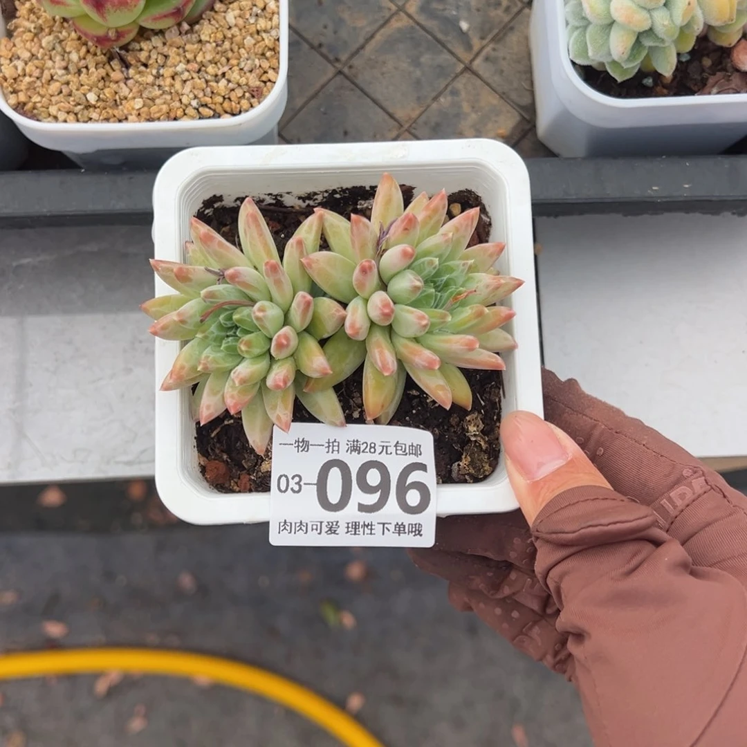 陨石多肉多肉多肉多肉